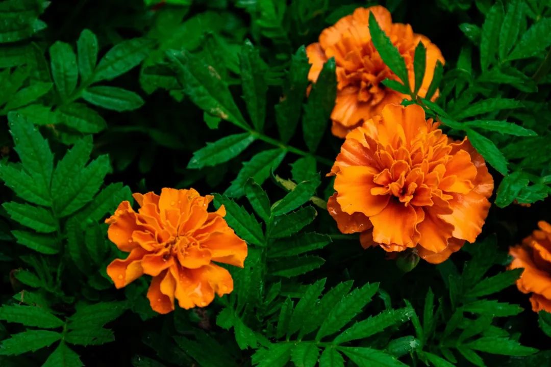 好視力眼貼分享：“眼黃金”葉黃素，教您這么補(bǔ)