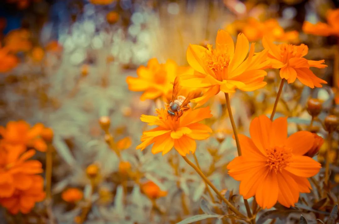 它被成為“眼黃金”，護(hù)眼千萬別錯(cuò)過！