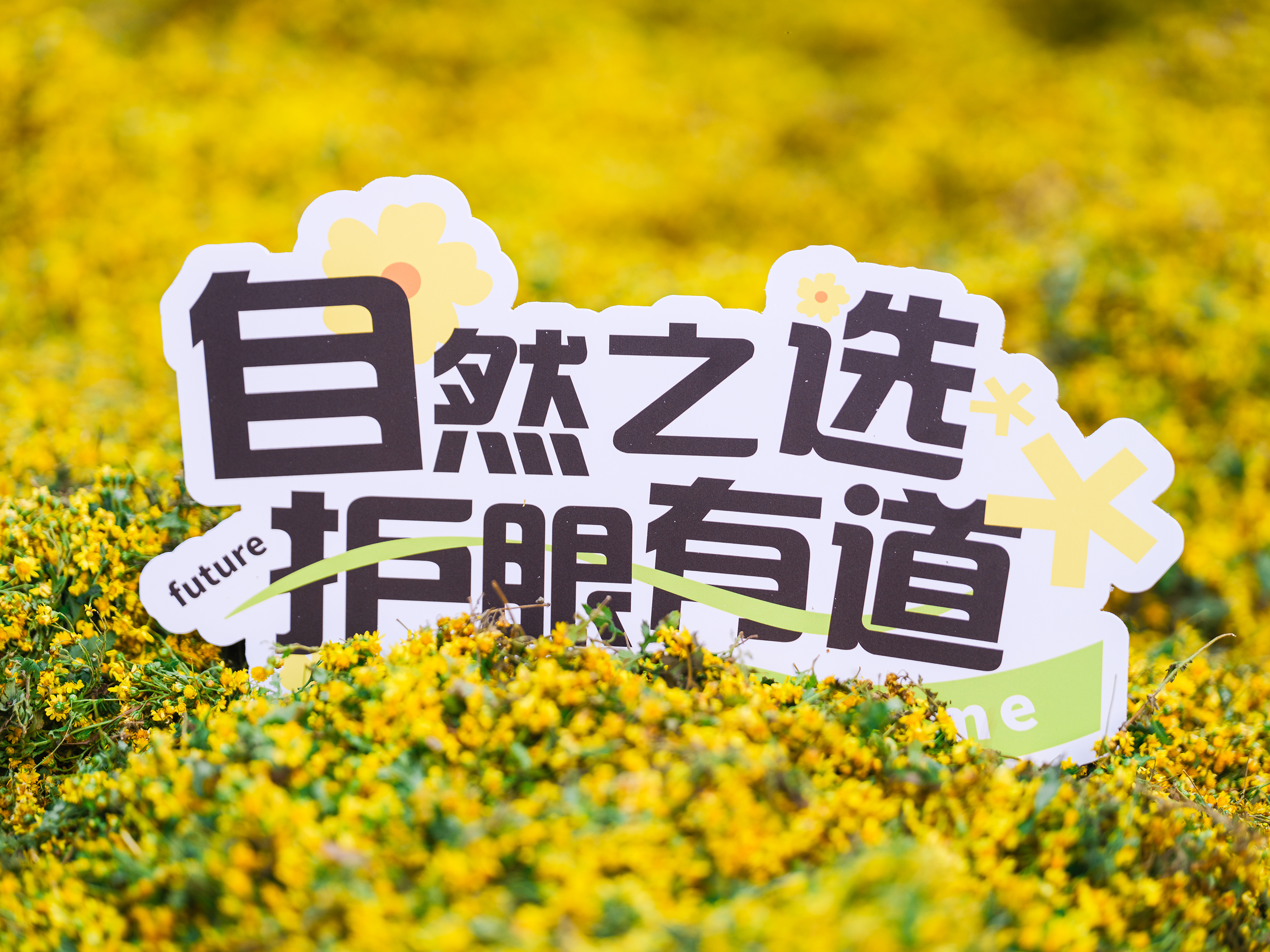 #好視力眼貼，【源】來真的好—野菊花道地溯源之旅精彩放送